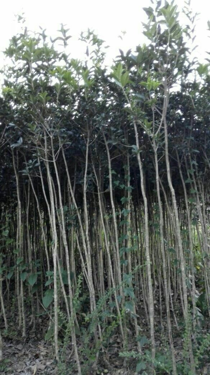 桂花苗（金桂浓香型嫁接大苗）