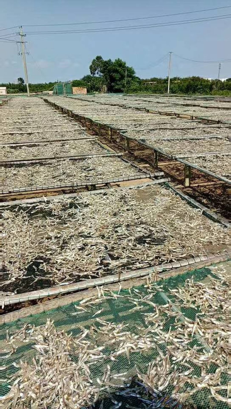 精品日晒北海小鱼干，海鱼，微盐，整吨价格美丽