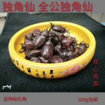 独角仙，全公独角仙
