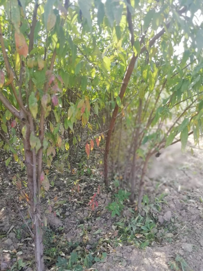 毛桃苗