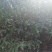毛桃苗