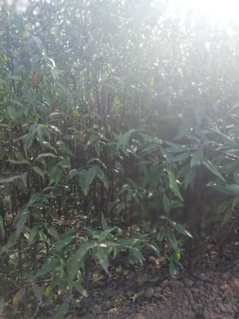 毛桃苗