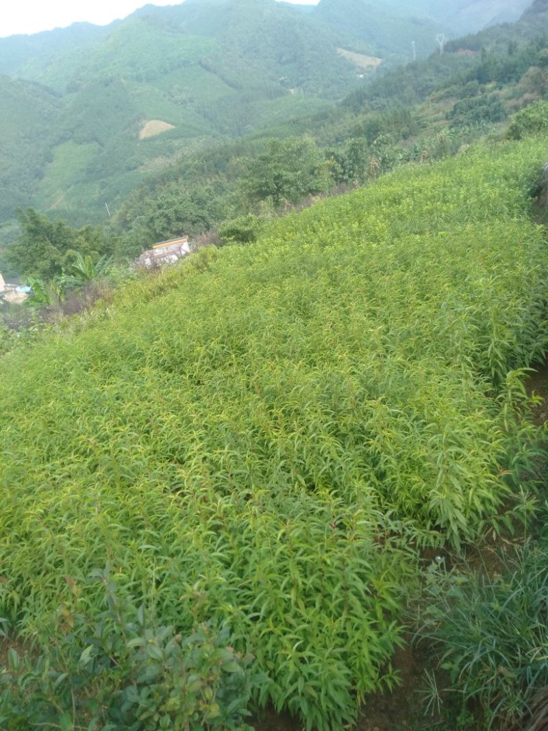 鹰嘴桃。