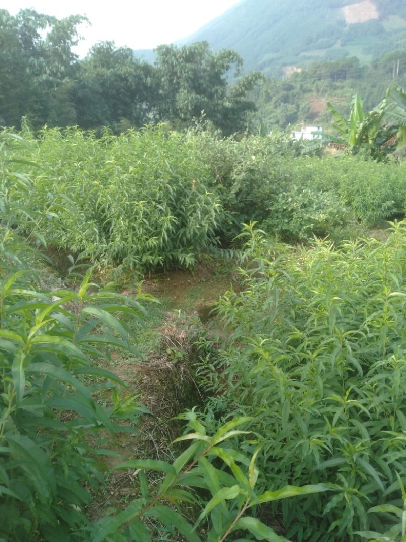 鹰嘴桃。