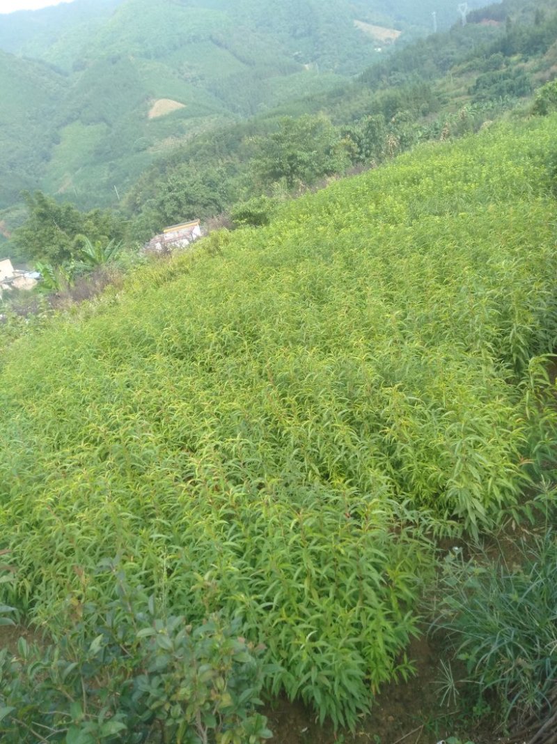 鹰嘴桃。