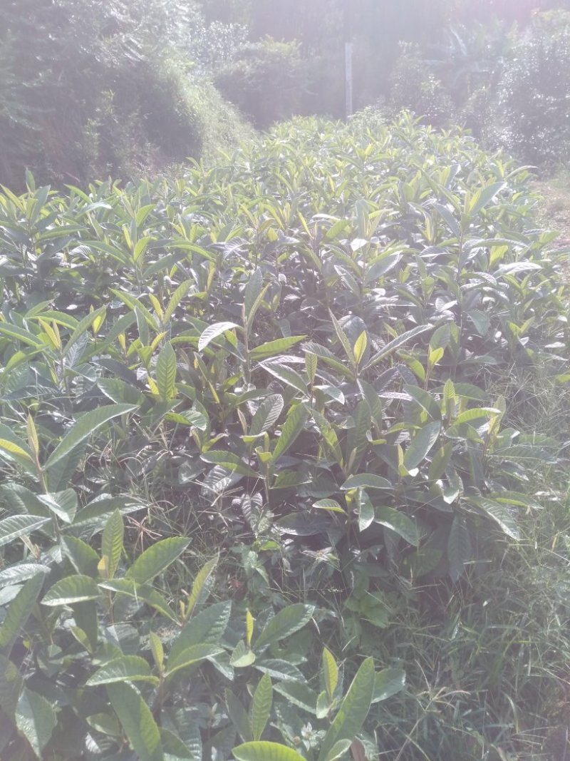 枇杷苗。