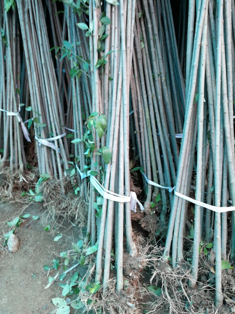 四季常青高杆女贞树苗南方北方种植女贞树苗庭院地栽
