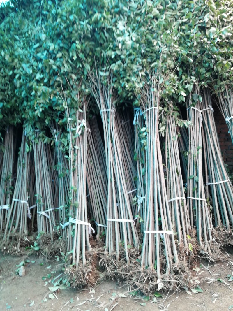 四季常青高杆女贞树苗南方北方种植女贞树苗庭院地栽