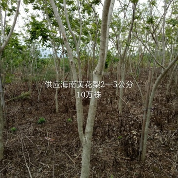 海南黄花梨树2一5公分，10棵地苗