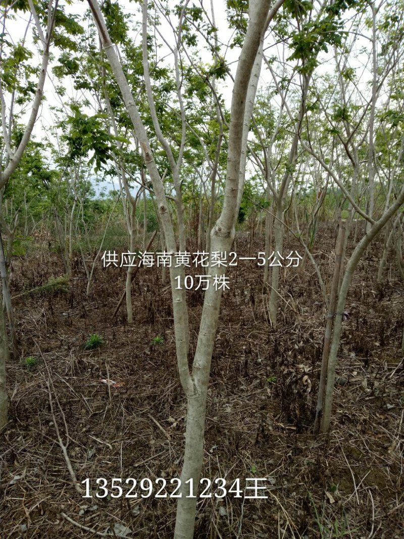 海南黄花梨树2一5公分，10棵地苗