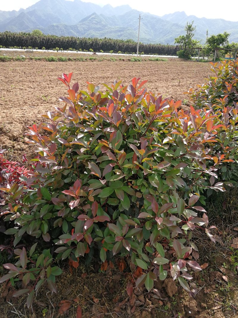 供应：红叶石楠球60一150公分