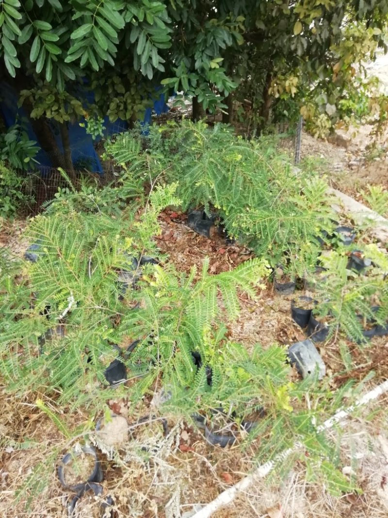 甜种油甘苗