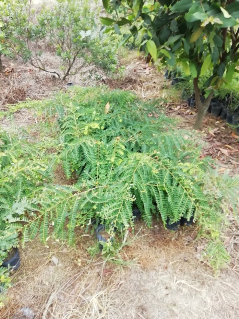 甜种油甘苗