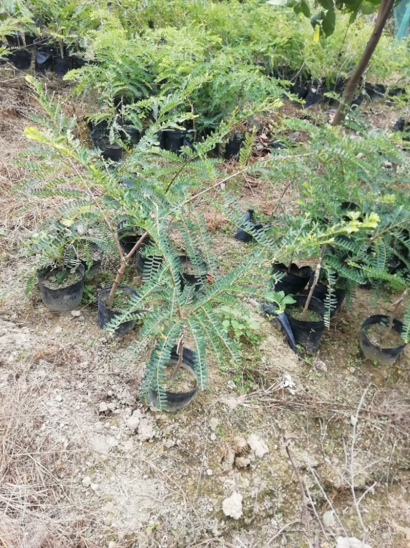 甜种油甘苗