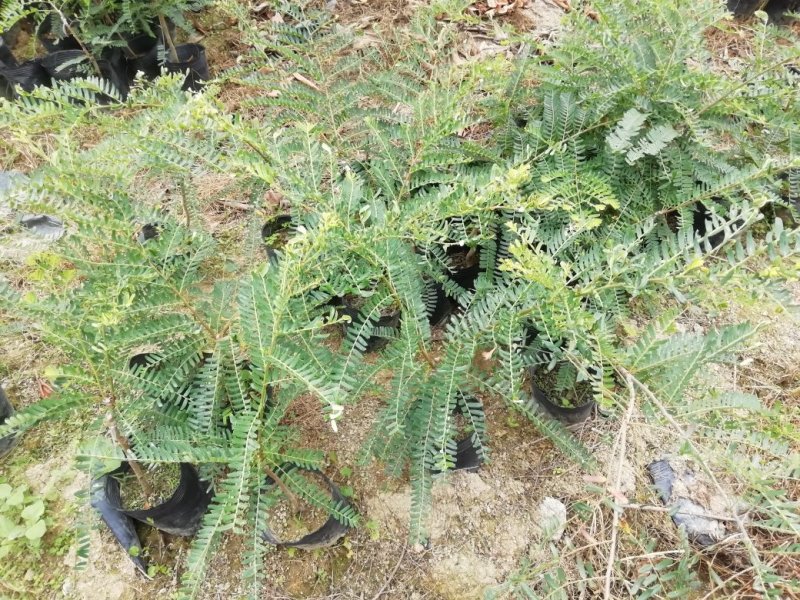 甜种油甘苗