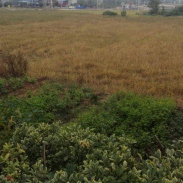 荒田