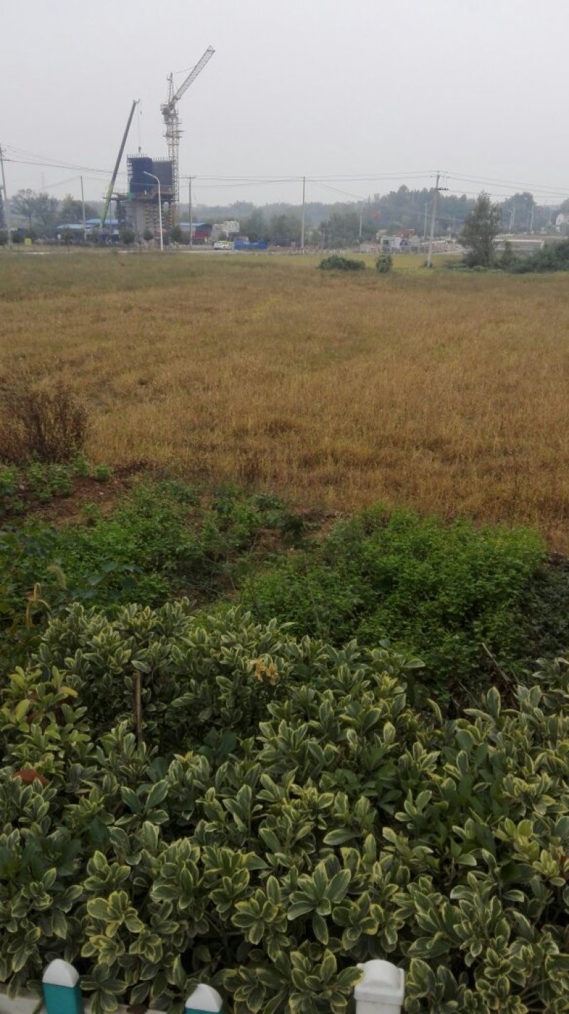 荒田