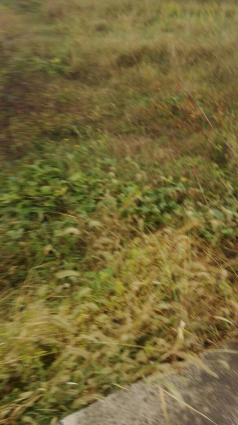 荒田