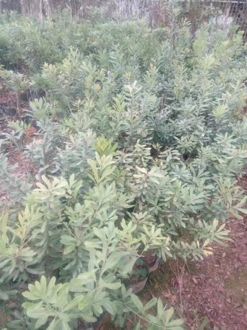杨梅树苗