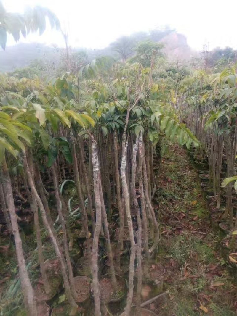 橄榄树苗
