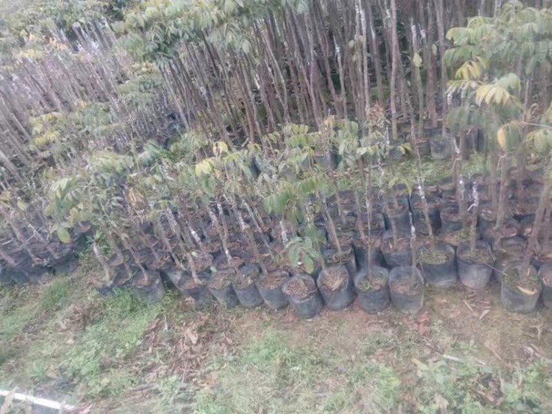 橄榄树苗