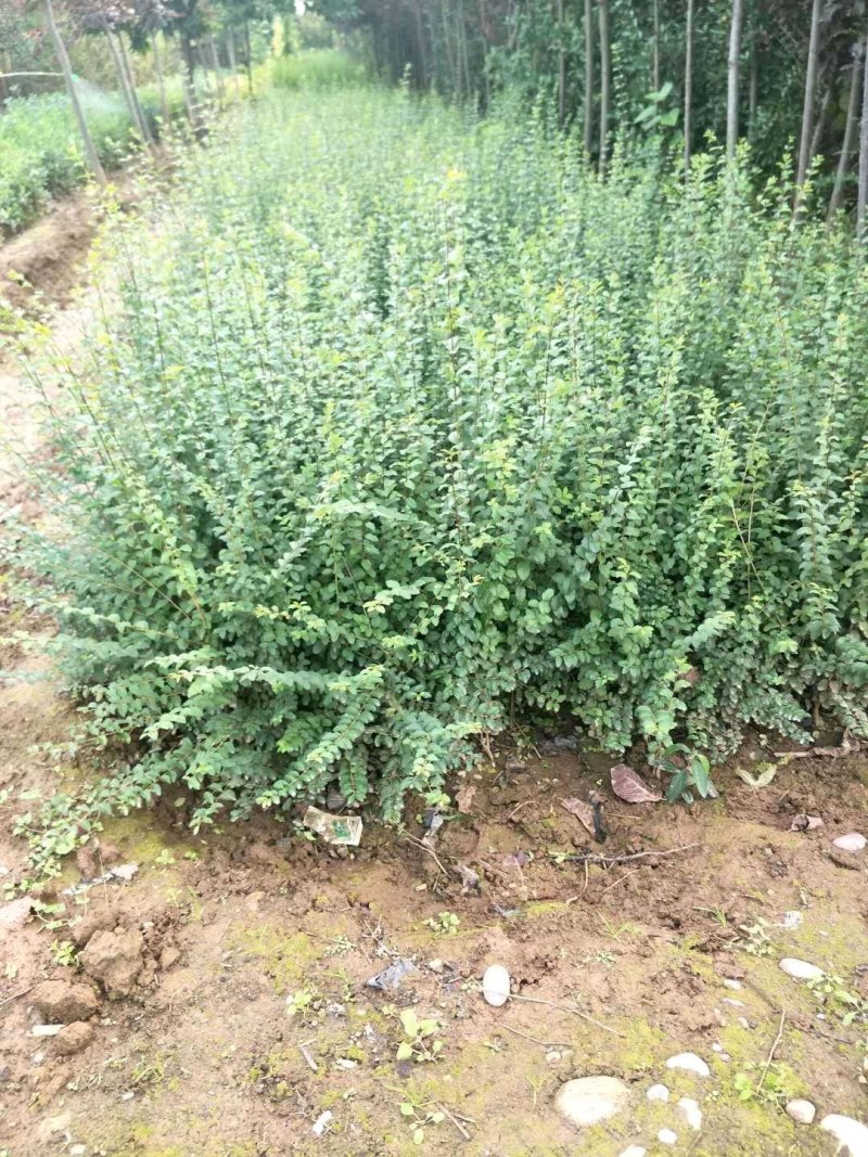 精品小叶女贞球60~150