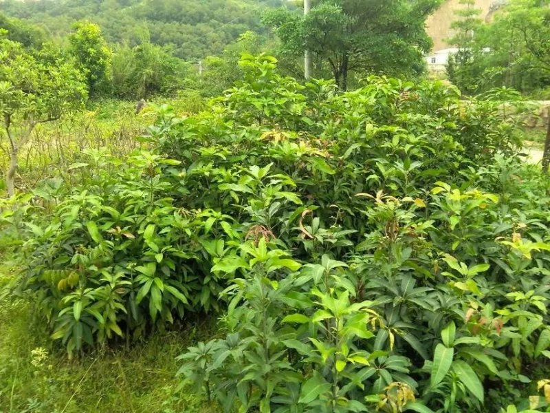 芒果树苗