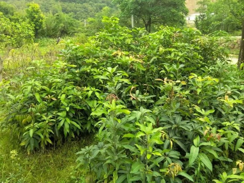 芒果树苗