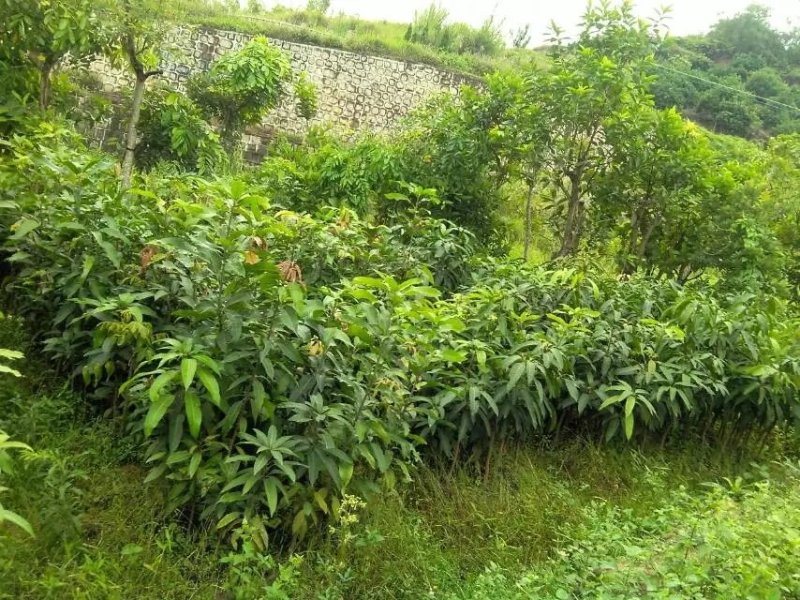芒果树苗