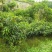 芒果树苗