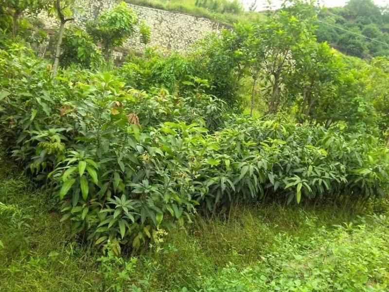 芒果树苗