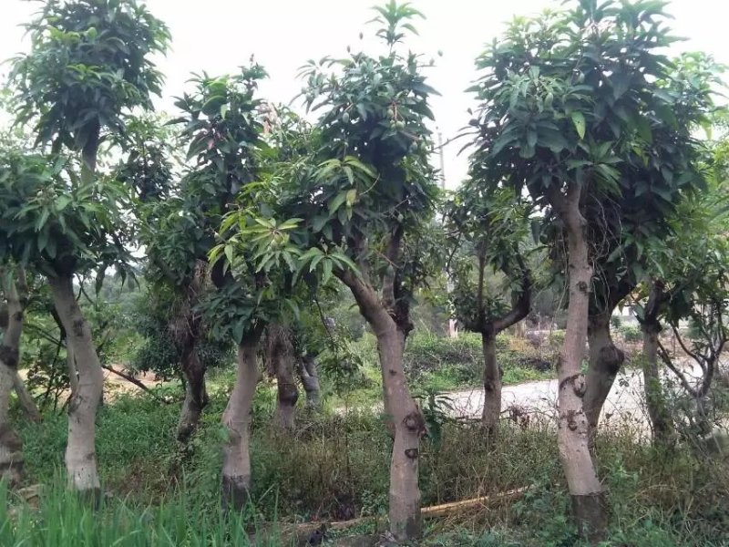 芒果树苗