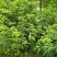 芒果树苗
