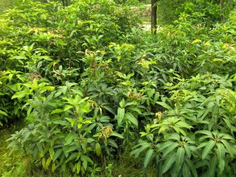 芒果树苗