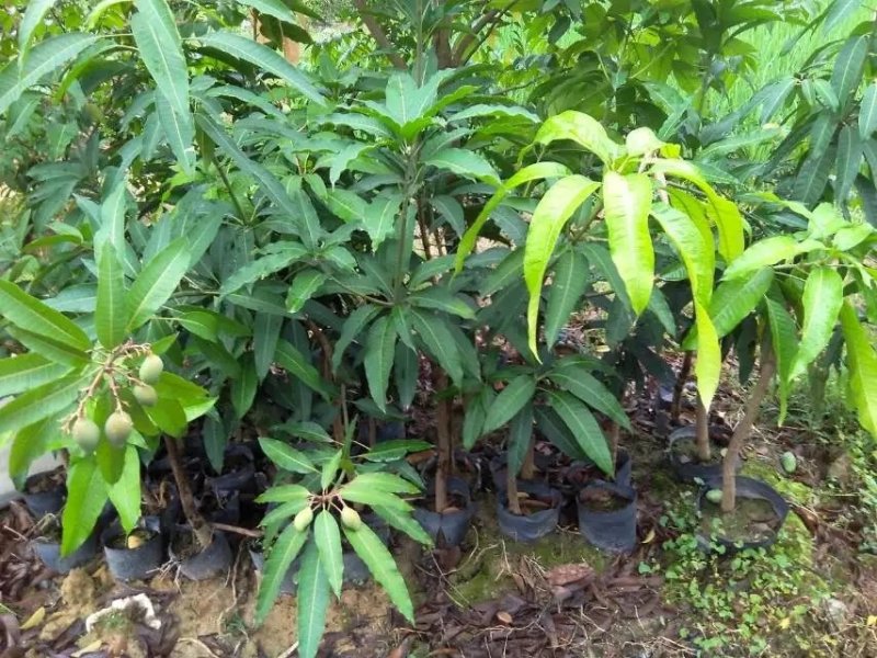 芒果树苗