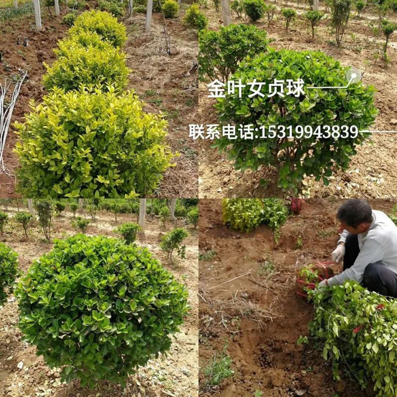 金叶女贞球，冬青球60一120公分
