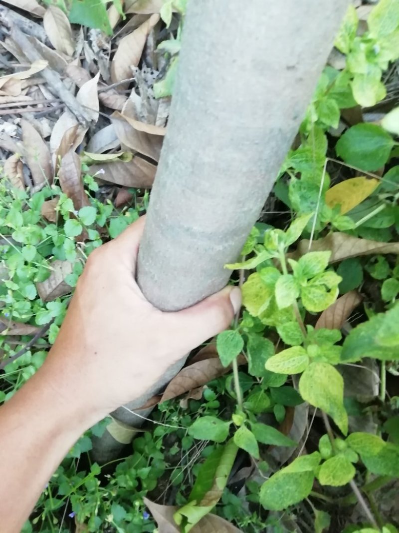 橄榄树苗