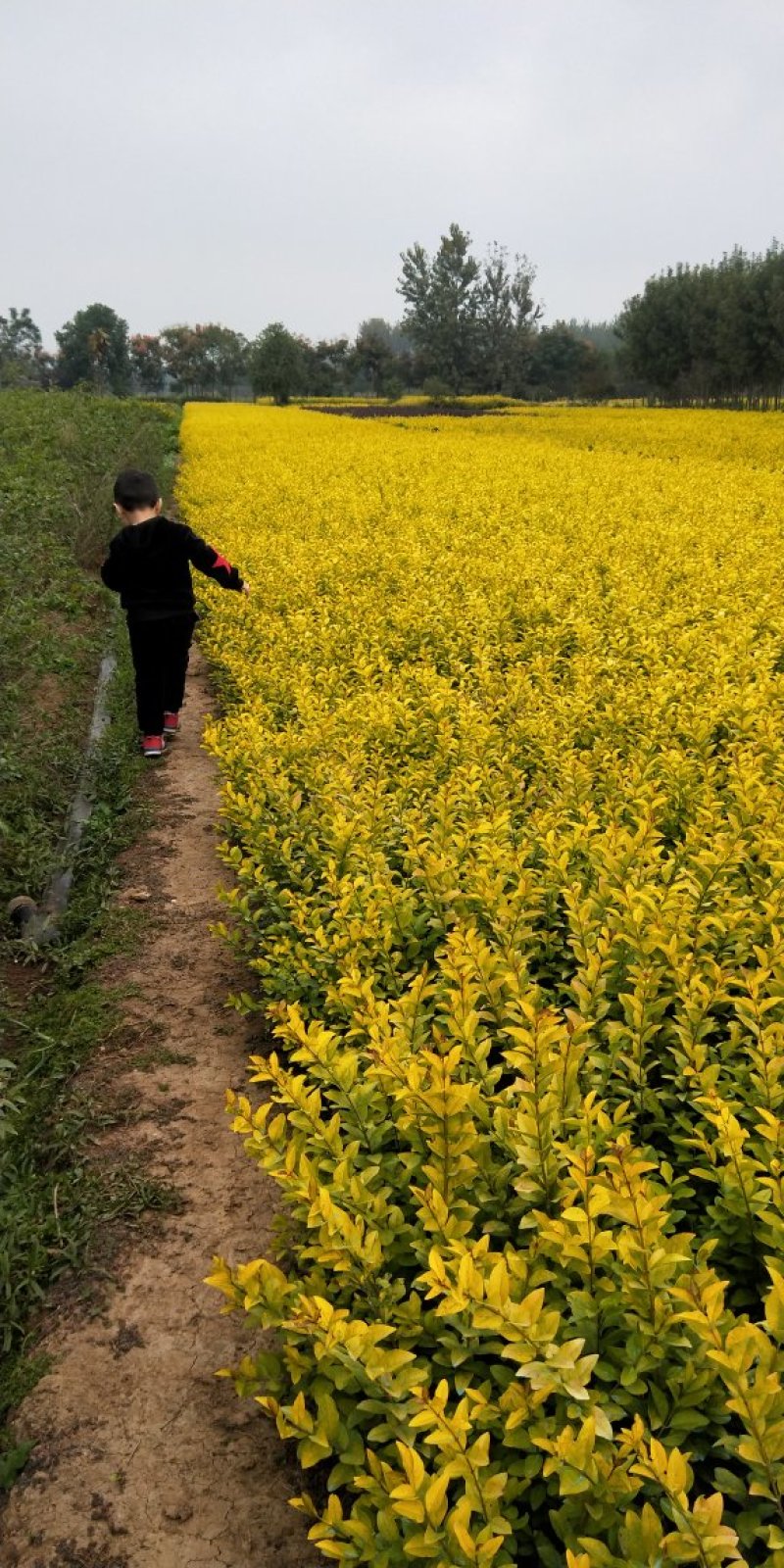 金叶女贞基地常年供应金叶女贞
