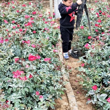 红帽月季出售中