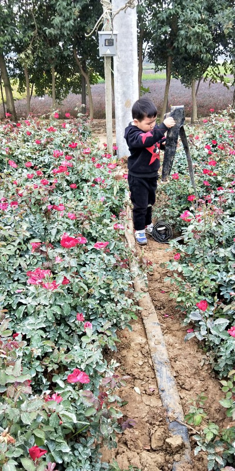 红帽月季出售中
