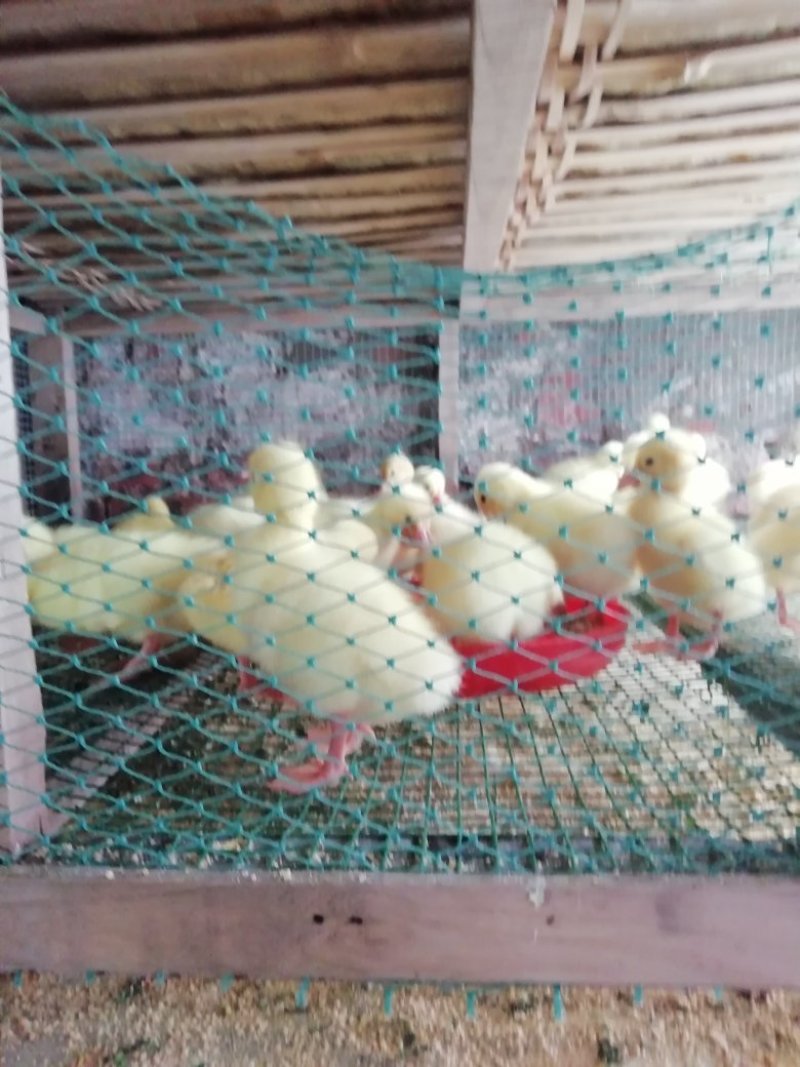 杂交大种白鹅苗