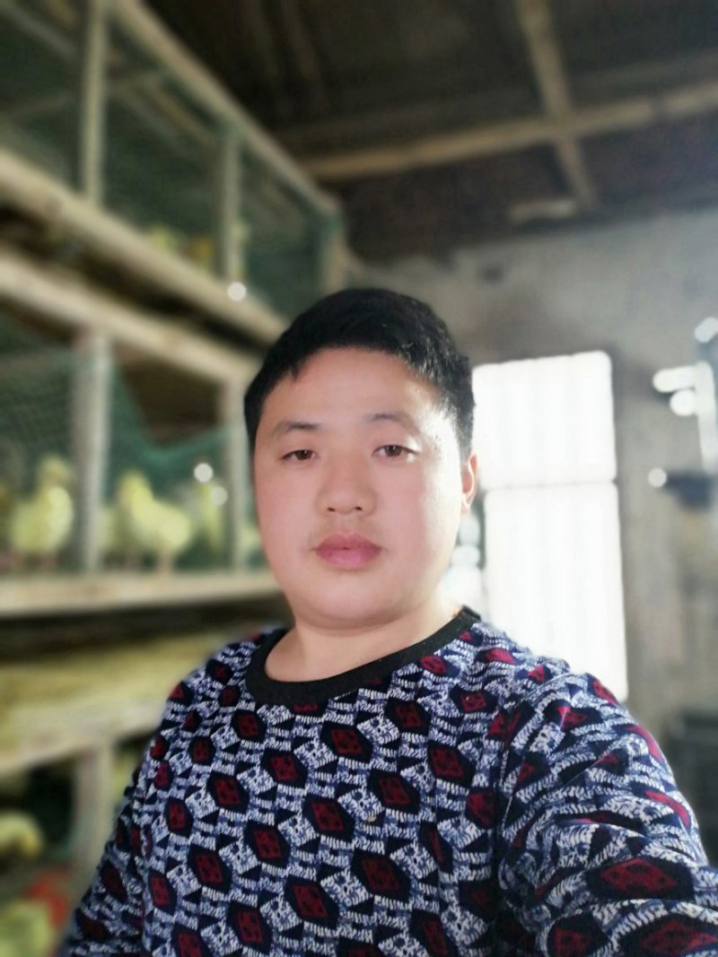 杂交大种白鹅苗