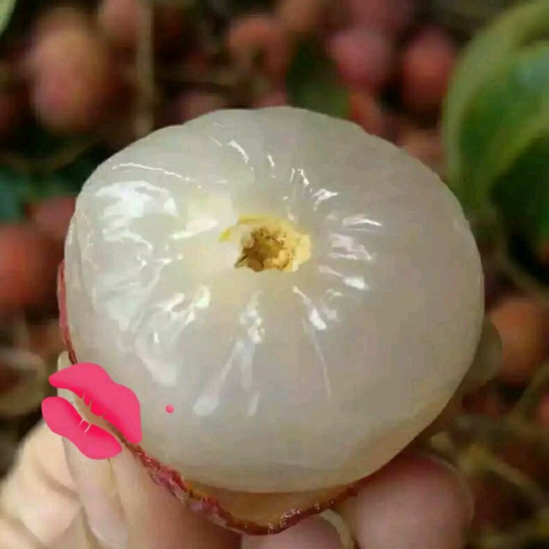 高州特级荔枝干2021年新货桂味荔枝干产地直发