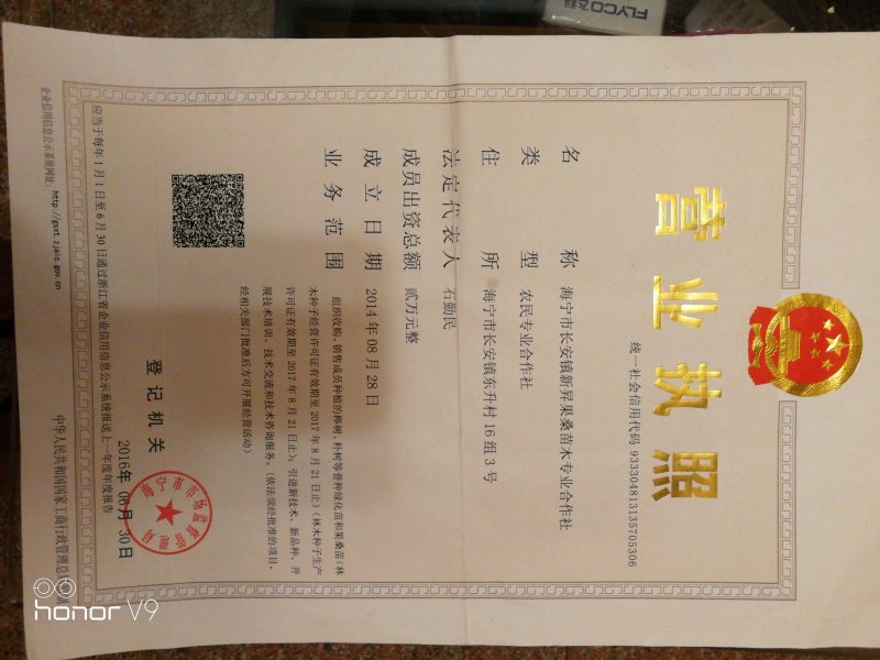 【有好货】养蚕桑树苗嫁接苗农桑14号，强桑1号