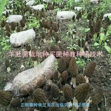 羊肚菌种（栽培种），买菌种教种植技术，包教会