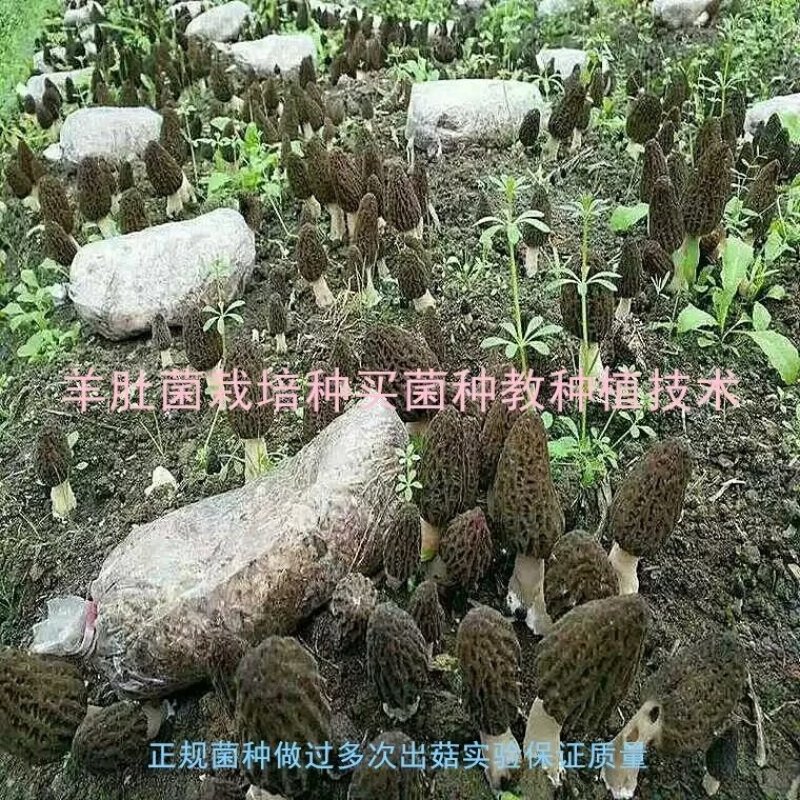 羊肚菌种（栽培种），买菌种教种植技术，包教会