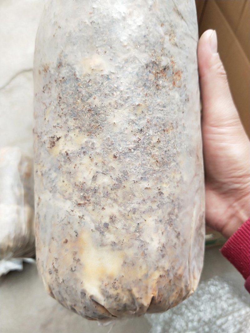 羊肚菌种（栽培种），买菌种教种植技术，包教会