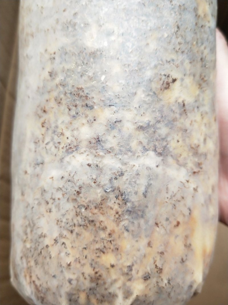 羊肚菌种（栽培种），买菌种教种植技术，包教会