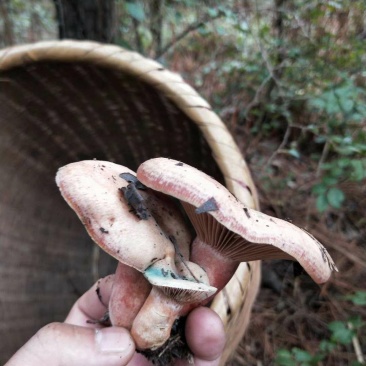 野生蘑菇一年只卖半个月