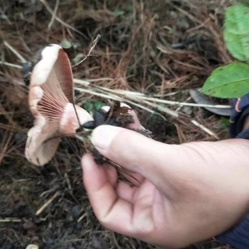 野生蘑菇一年只卖半个月